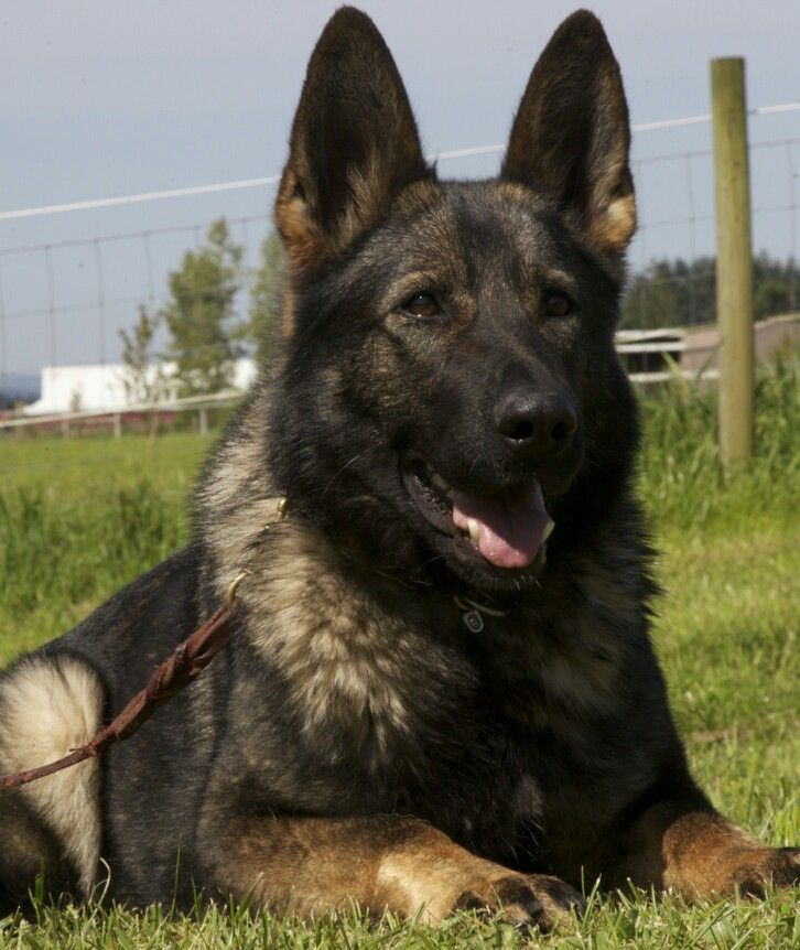 Detail Pictures Of Sable German Shepherds Nomer 29