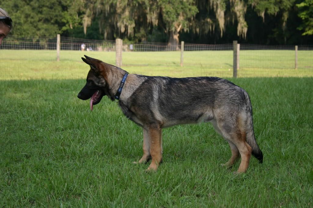 Detail Pictures Of Sable German Shepherds Nomer 30