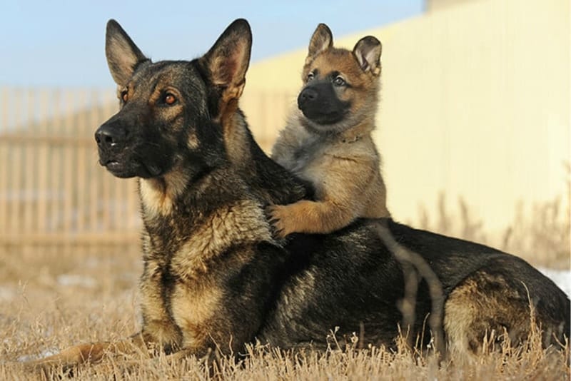 Detail Pictures Of Sable German Shepherds Nomer 35