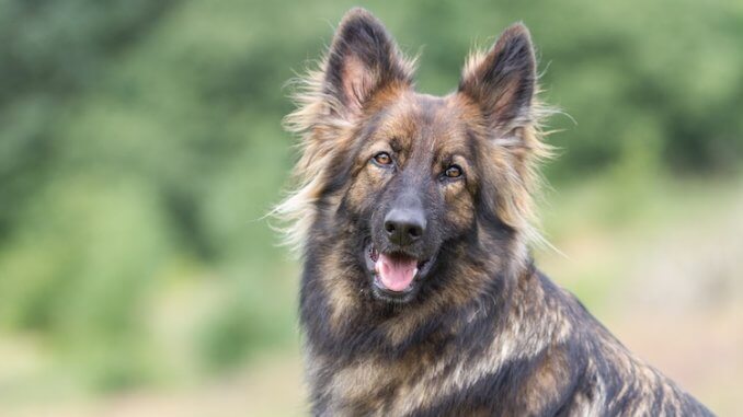 Detail Pictures Of Sable German Shepherds Nomer 5