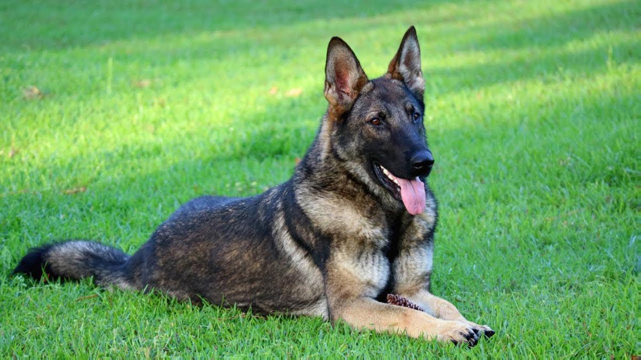 Detail Pictures Of Sable German Shepherds Nomer 42