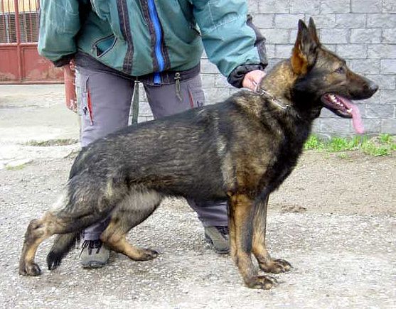 Detail Pictures Of Sable German Shepherds Nomer 43