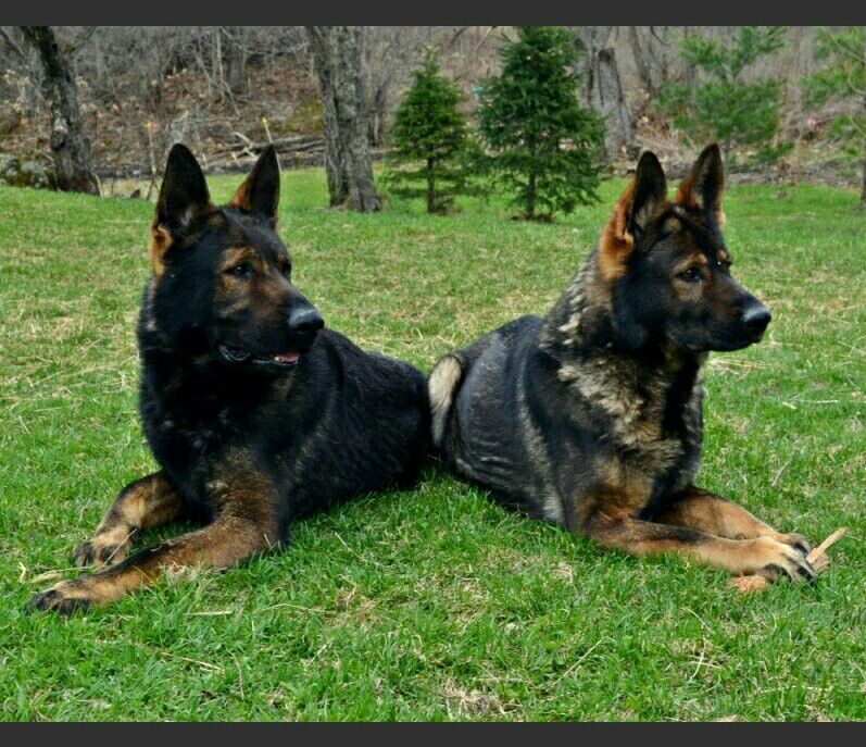 Detail Pictures Of Sable German Shepherds Nomer 47