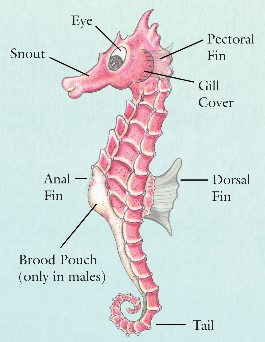 Detail Pictures Of Sea Horse Nomer 40