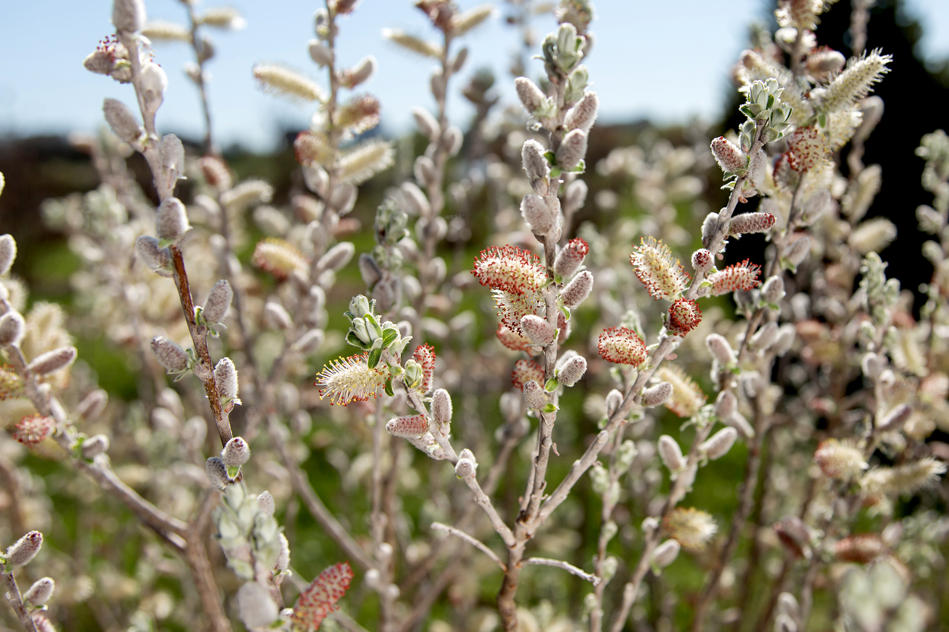 Detail Pictures Of Shrub Plants Nomer 48