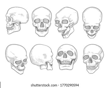 Detail Pictures Of Skeleton Heads Nomer 2