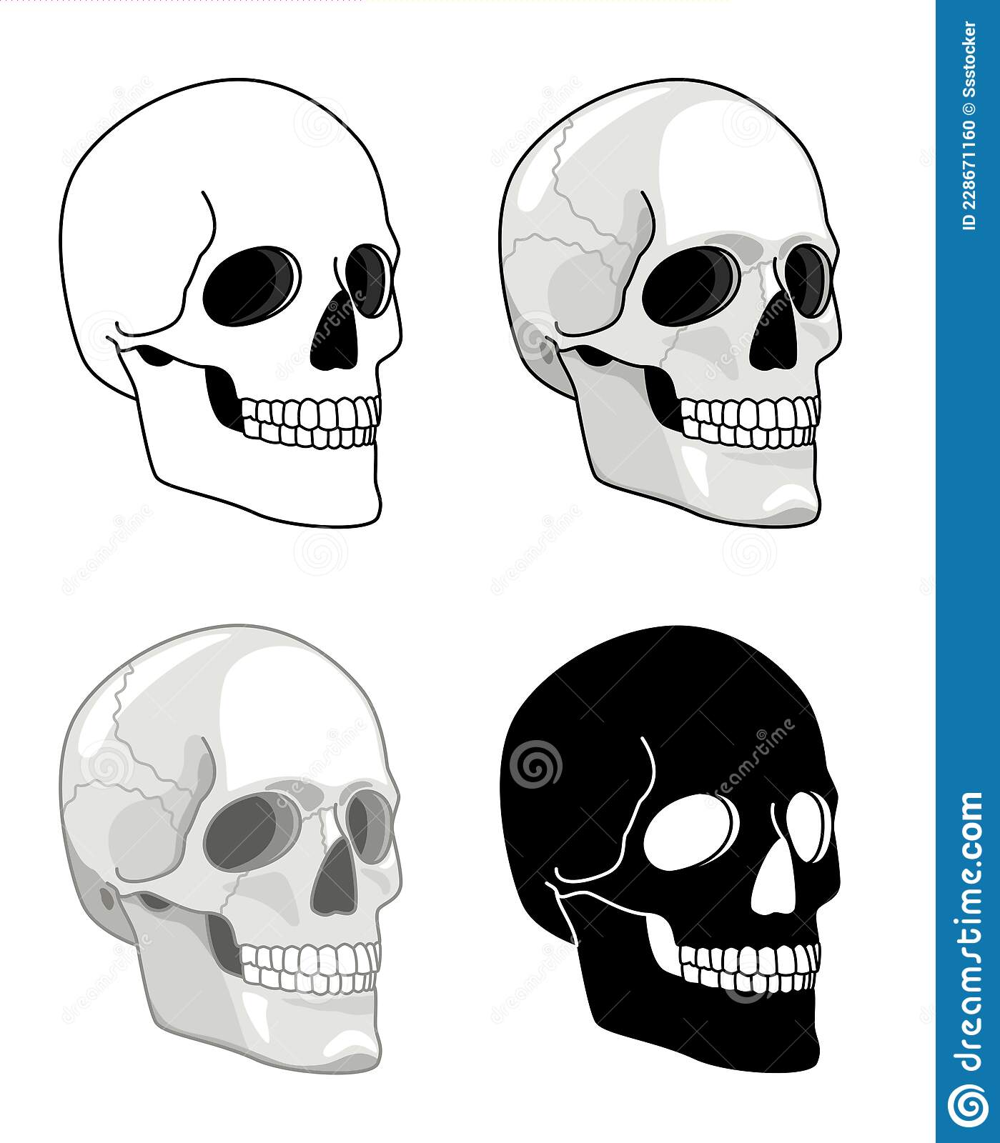 Detail Pictures Of Skeleton Heads Nomer 20