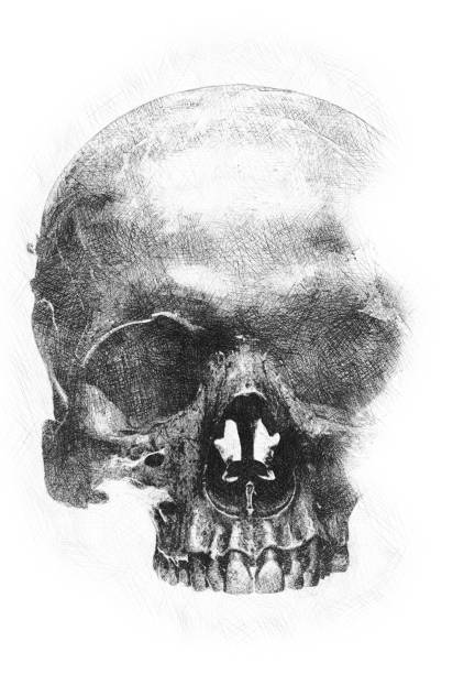 Detail Pictures Of Skulls Nomer 22