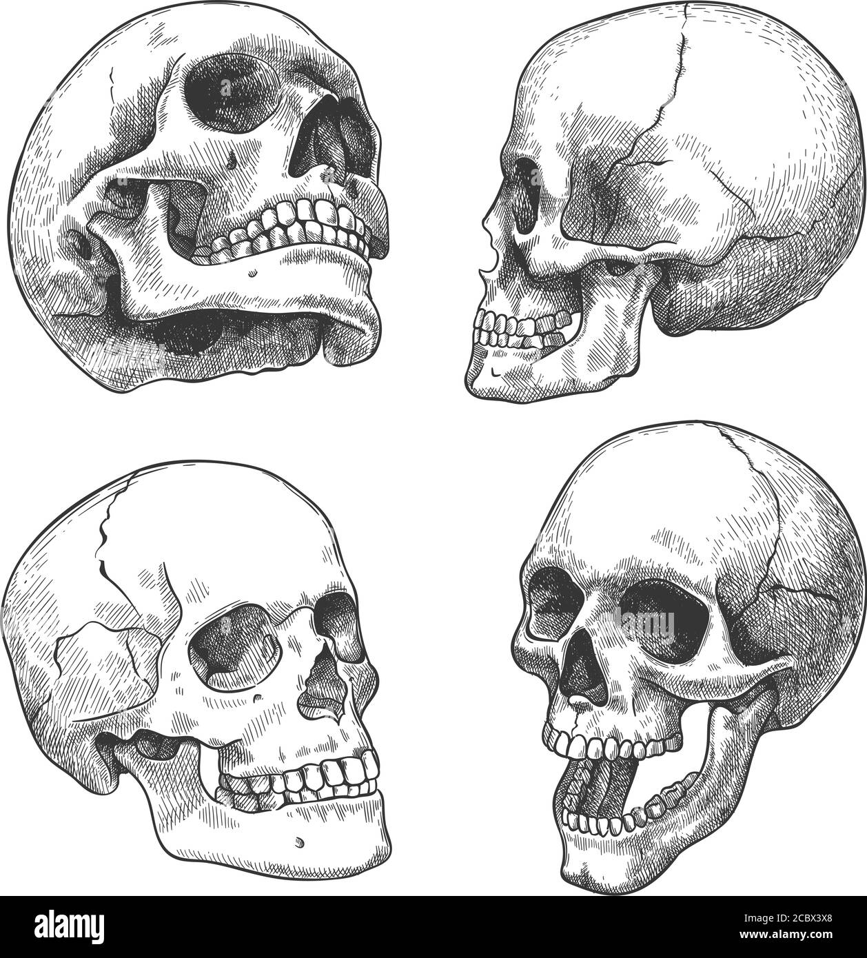 Detail Pictures Of Skulls Nomer 7