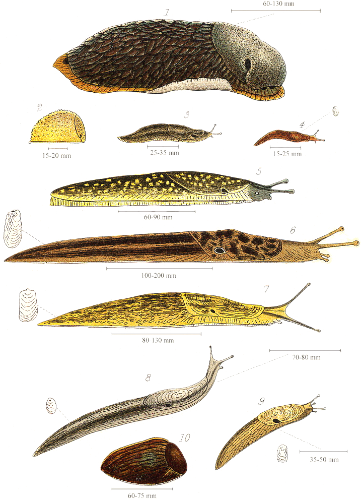 Detail Pictures Of Slugs Nomer 10