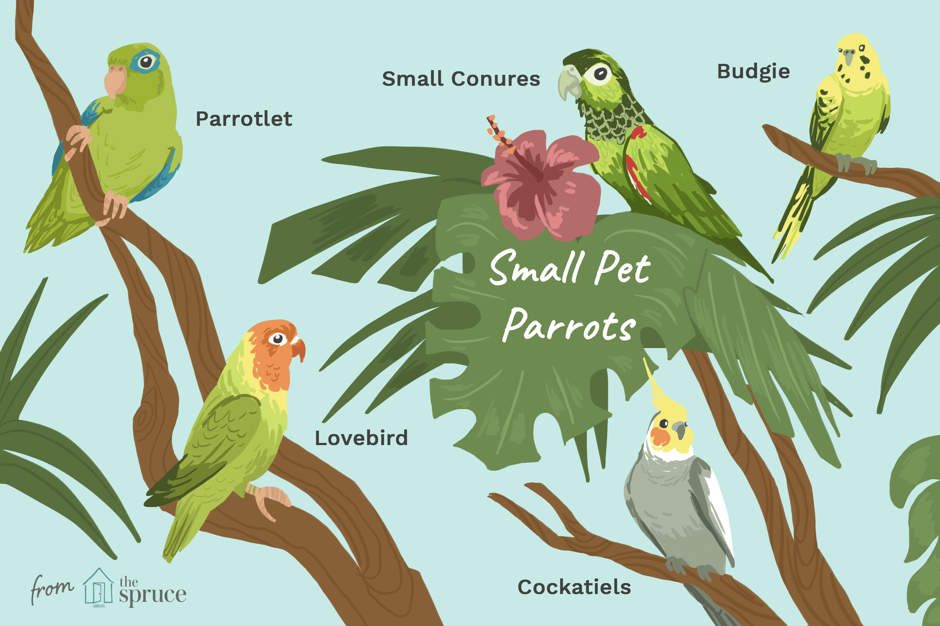 Detail Pictures Of Small Parrots Nomer 3