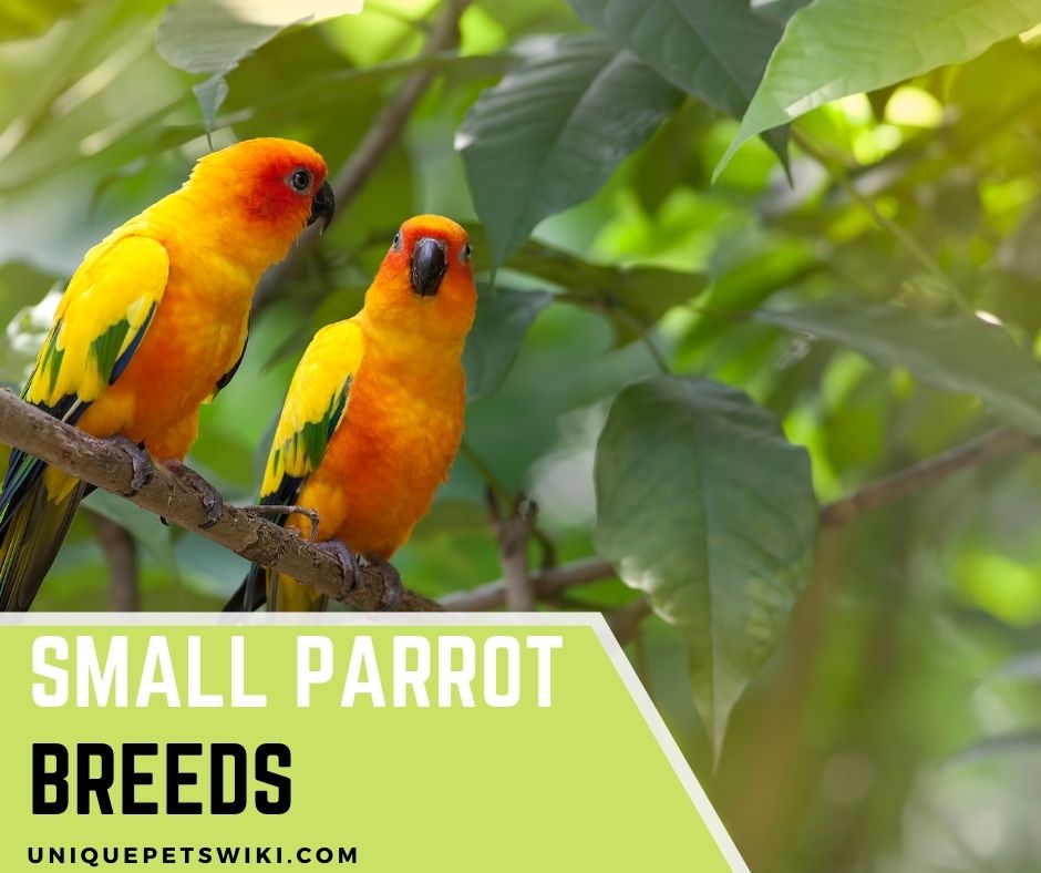 Download Pictures Of Small Parrots Nomer 32