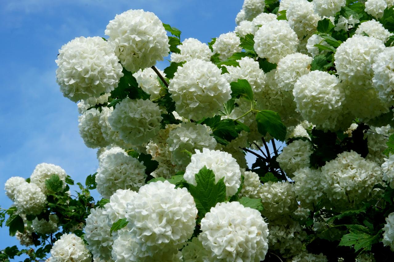 Pictures Of Snowball Bushes - KibrisPDR