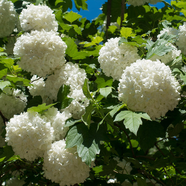 Detail Pictures Of Snowball Bushes Nomer 11