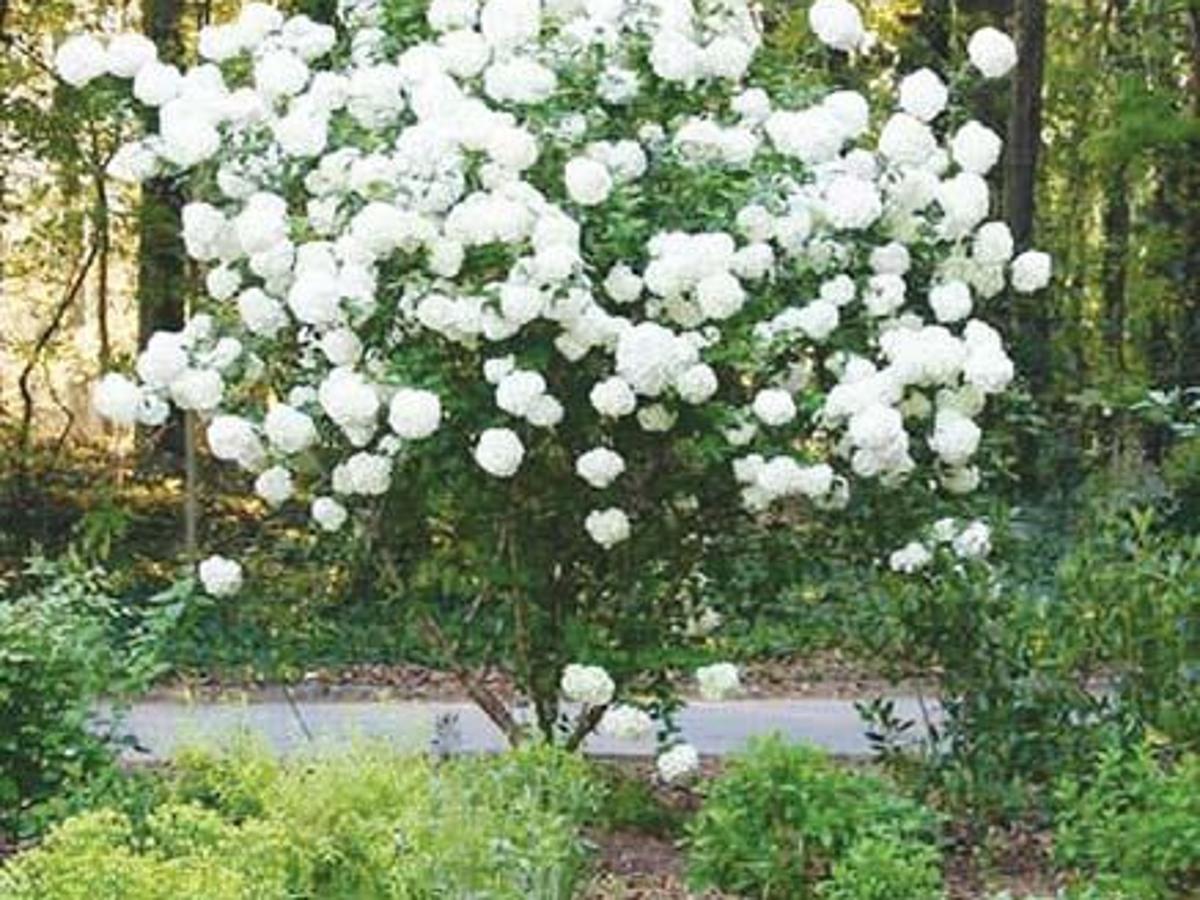 Detail Pictures Of Snowball Bushes Nomer 17