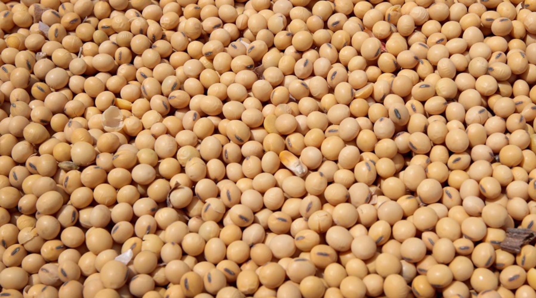 Detail Pictures Of Soybeans Nomer 3