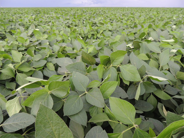 Detail Pictures Of Soybeans Nomer 40