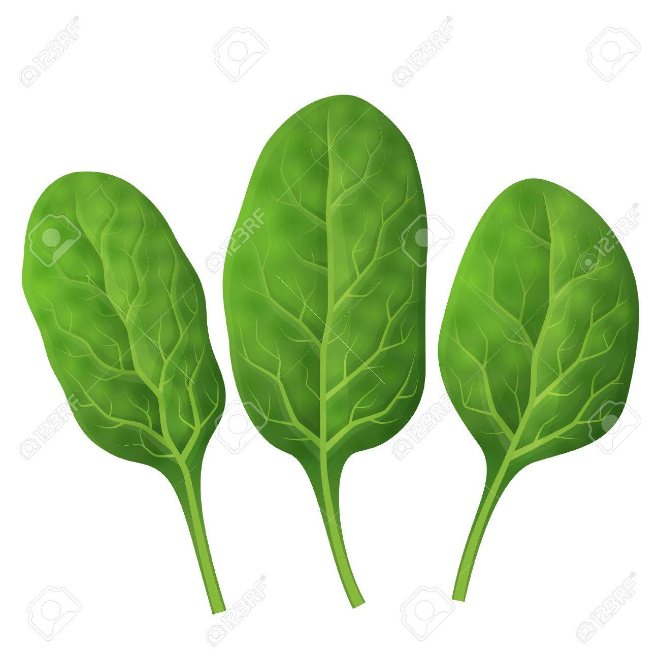 Detail Pictures Of Spinach Leaves Nomer 3