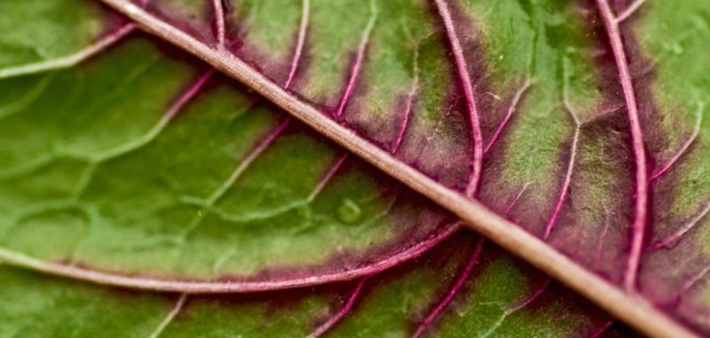 Detail Pictures Of Spinach Leaves Nomer 30