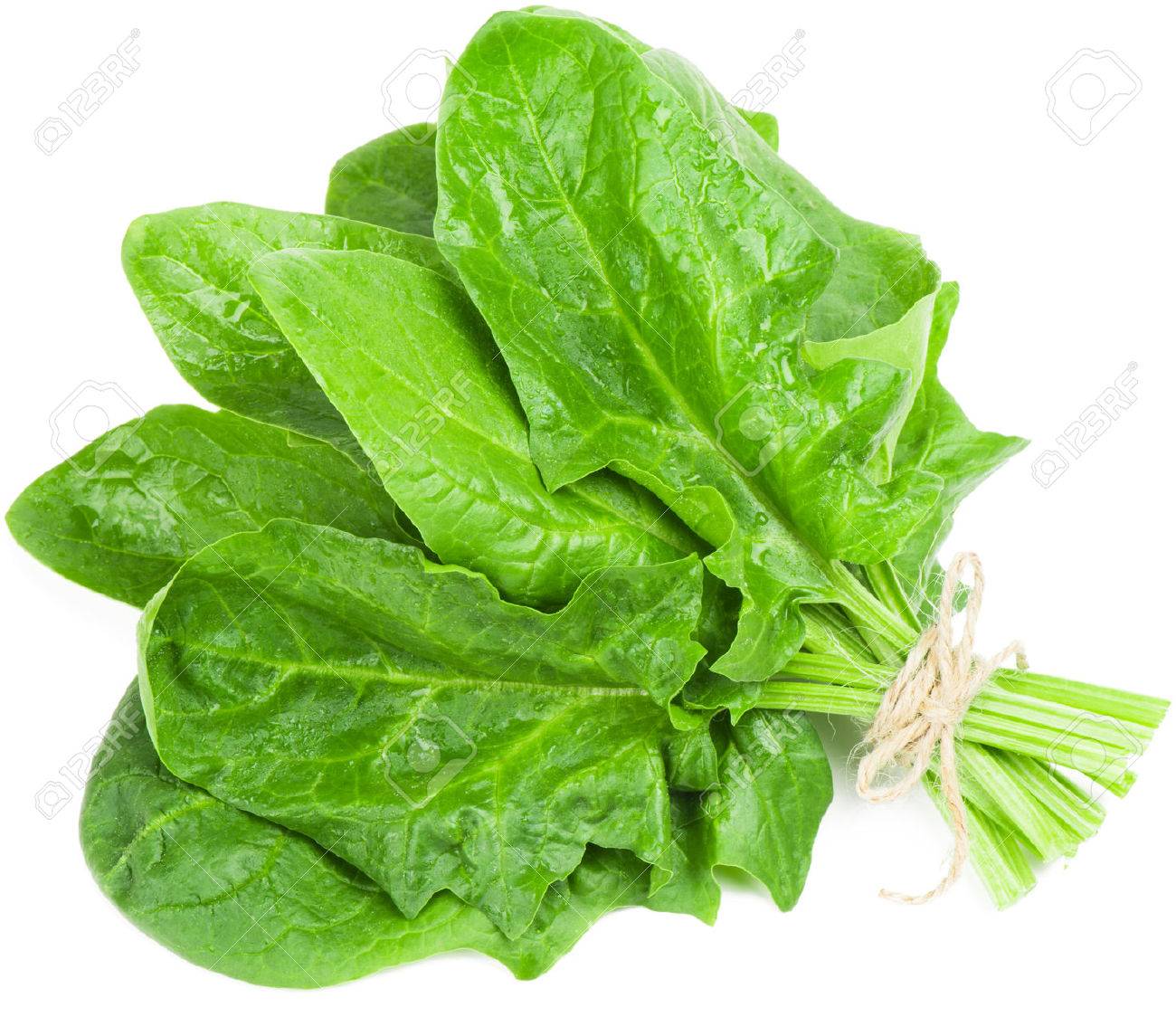 Detail Pictures Of Spinach Leaves Nomer 6