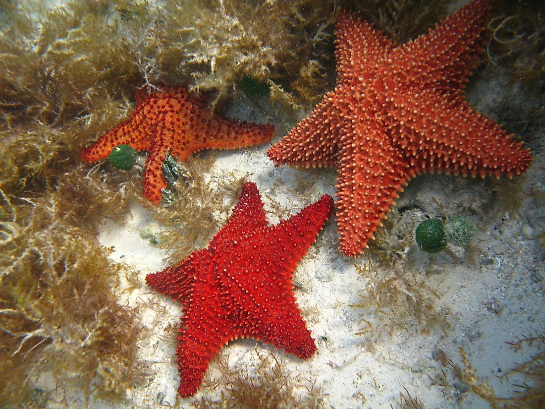 Detail Pictures Of Starfish Nomer 33