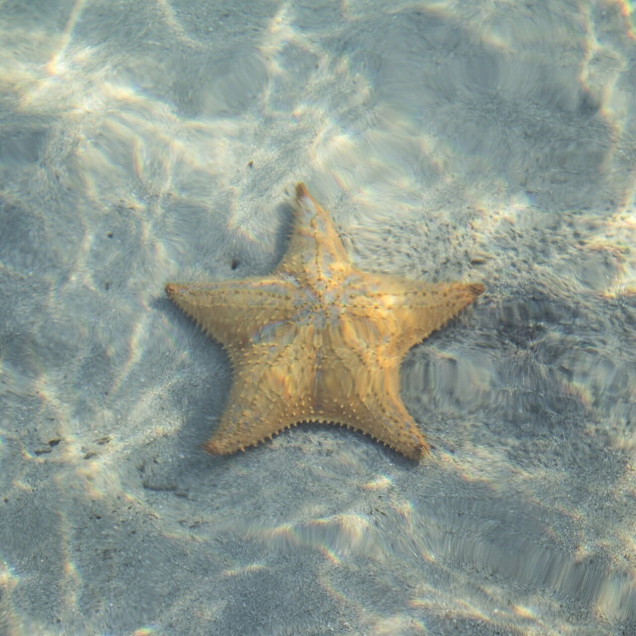 Detail Pictures Of Starfish Nomer 39