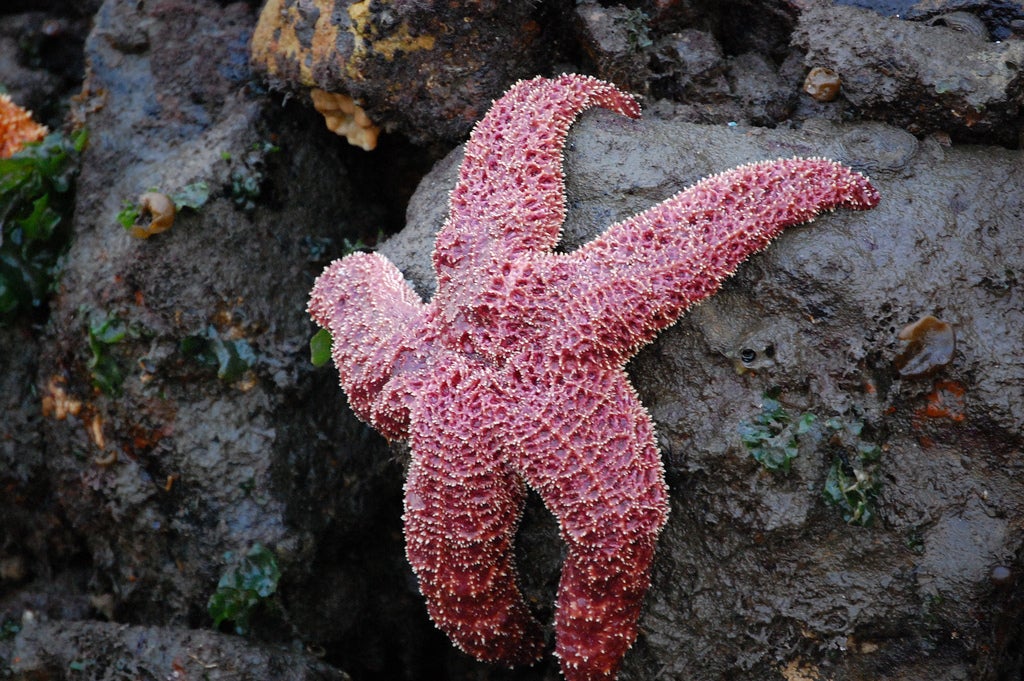 Detail Pictures Of Starfish Nomer 5