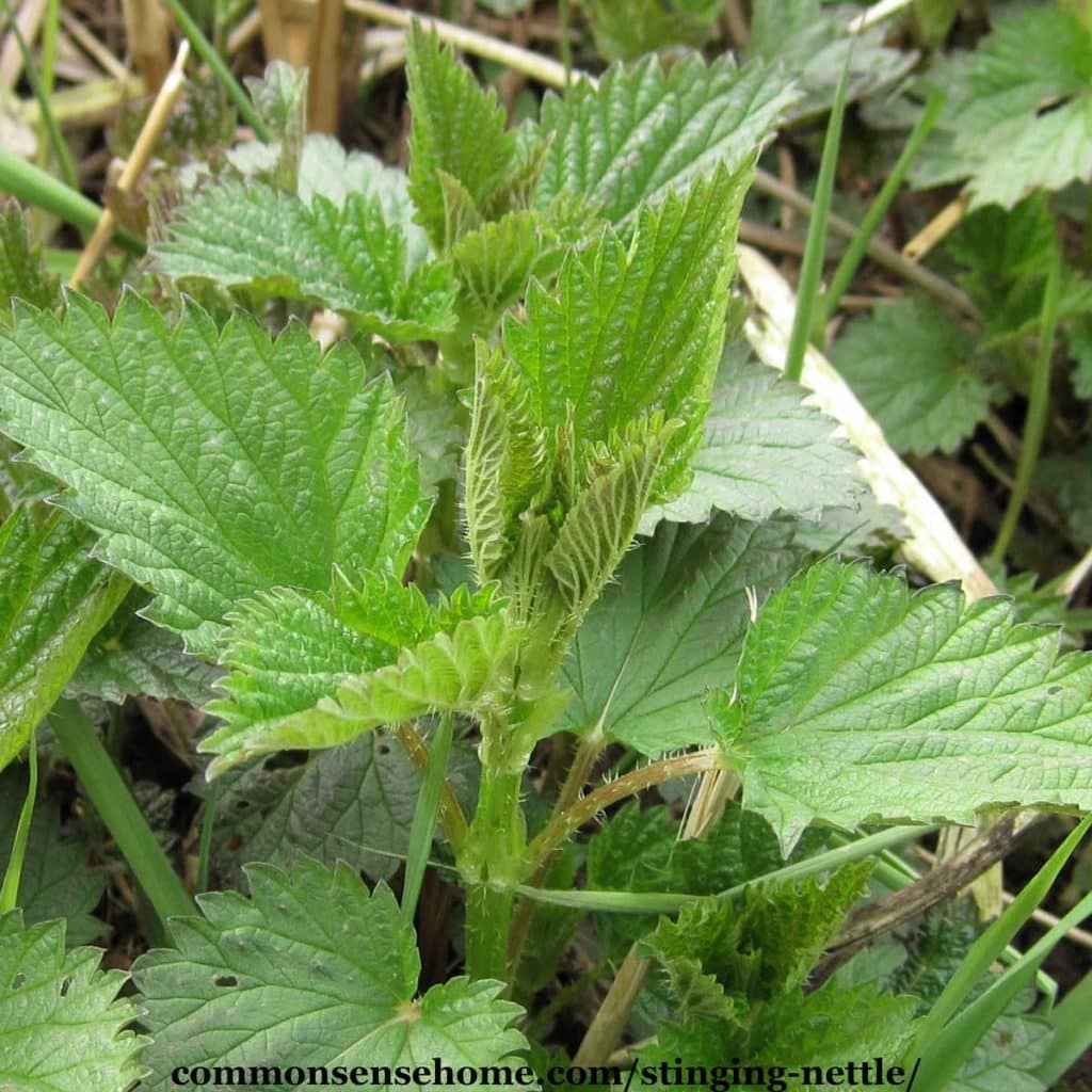 Detail Pictures Of Stinging Nettle Nomer 17