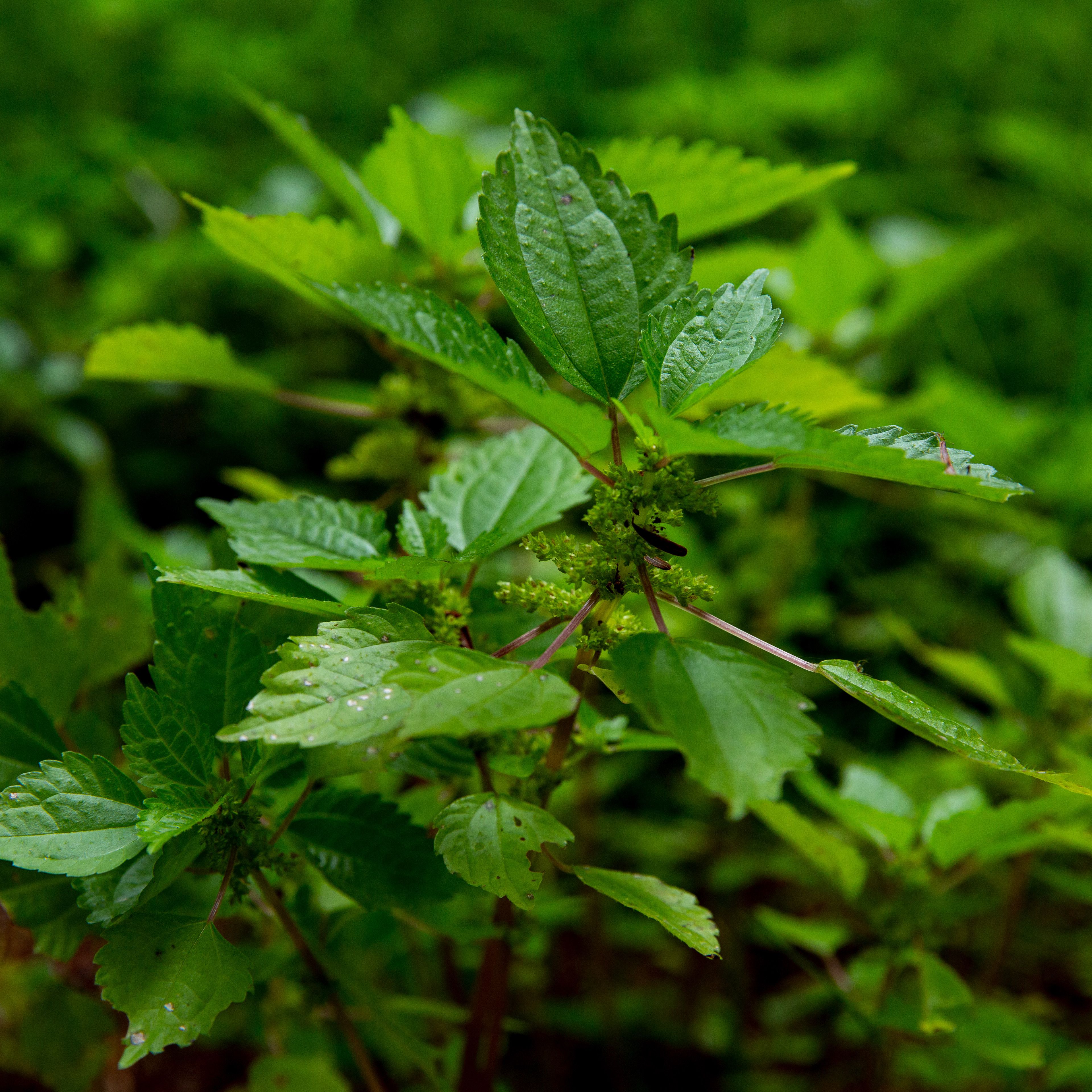 Detail Pictures Of Stinging Nettle Nomer 30