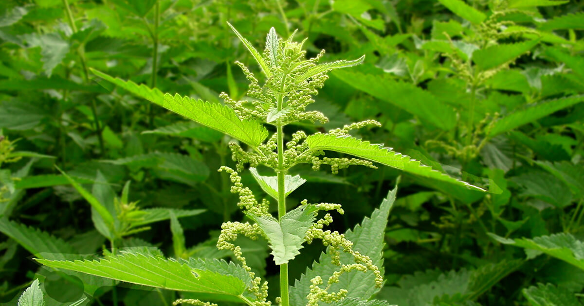 Detail Pictures Of Stinging Nettle Nomer 42