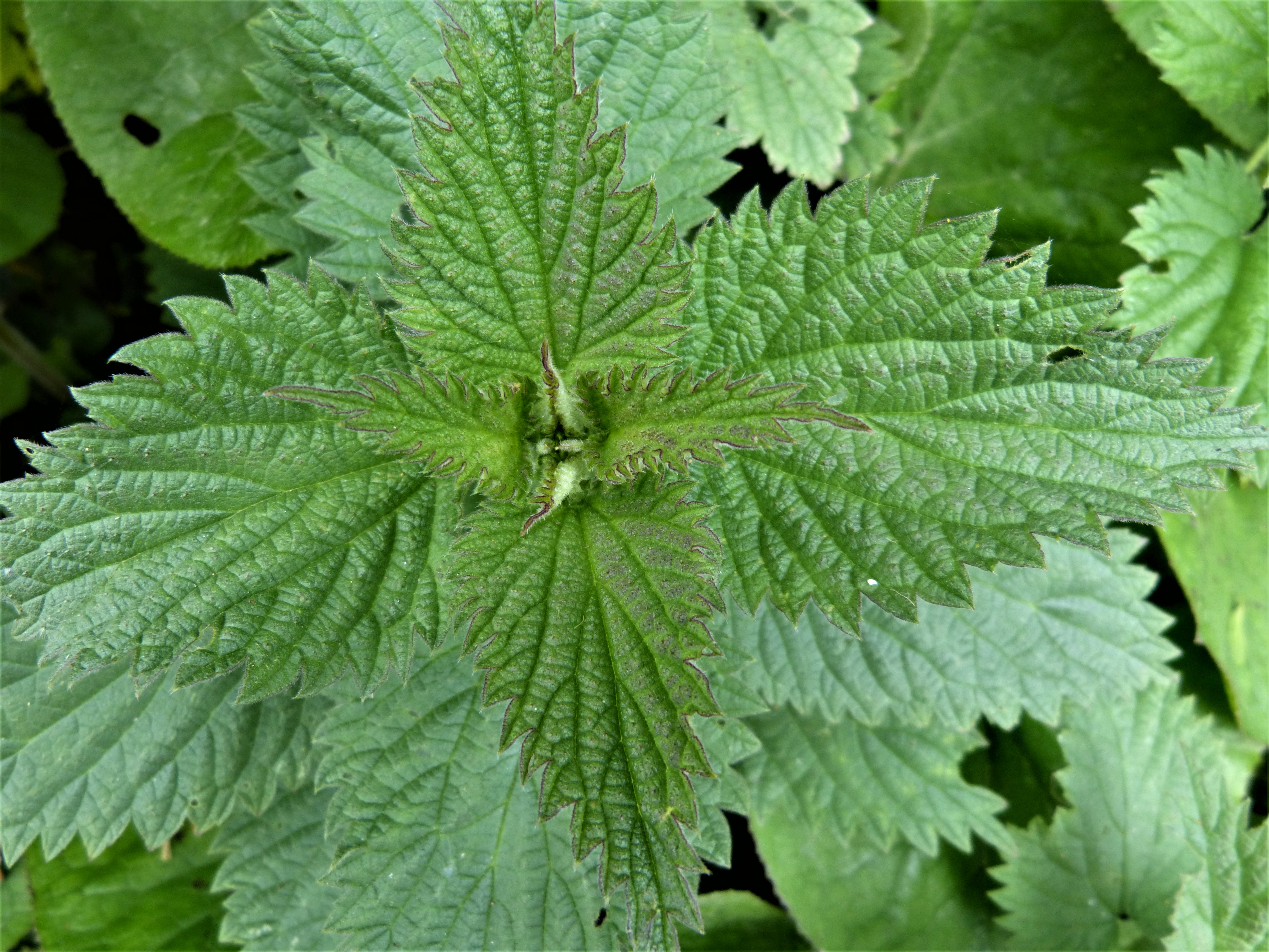 Detail Pictures Of Stinging Nettle Nomer 6