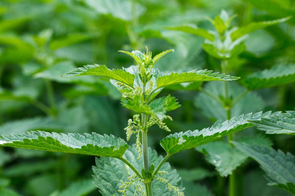 Pictures Of Stinging Nettle Plant - KibrisPDR