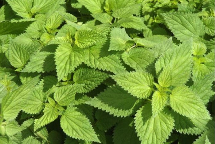 Detail Pictures Of Stinging Nettle Plant Nomer 2