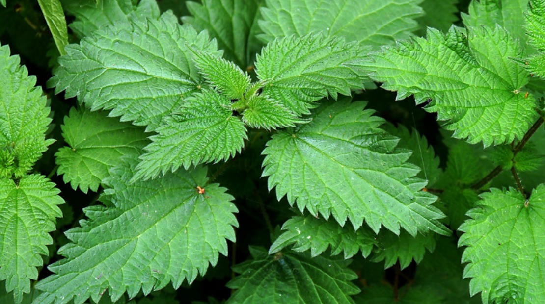 Detail Pictures Of Stinging Nettle Plant Nomer 11
