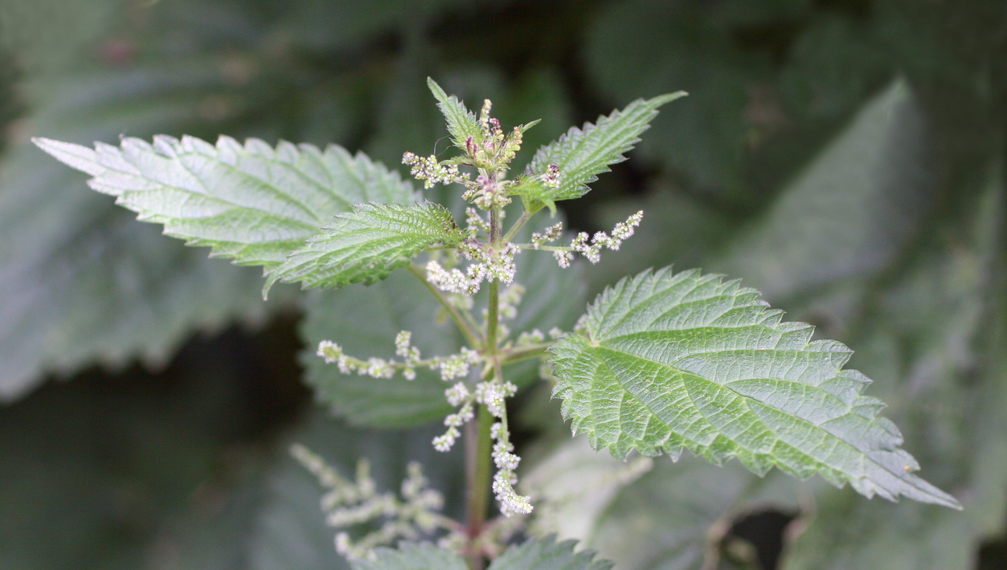 Detail Pictures Of Stinging Nettle Plant Nomer 12