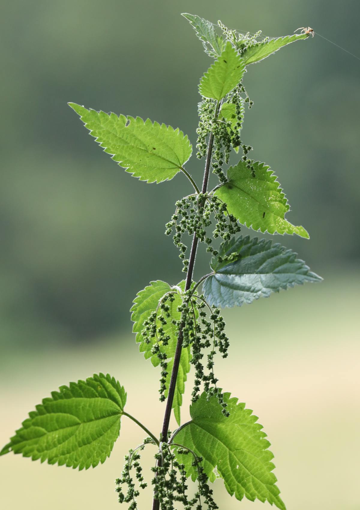 Detail Pictures Of Stinging Nettle Plant Nomer 14