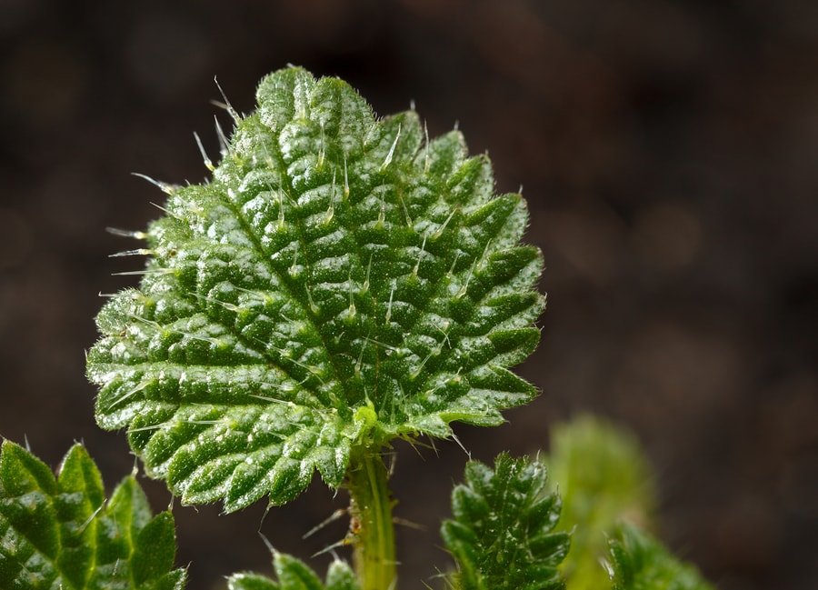 Detail Pictures Of Stinging Nettle Plant Nomer 17