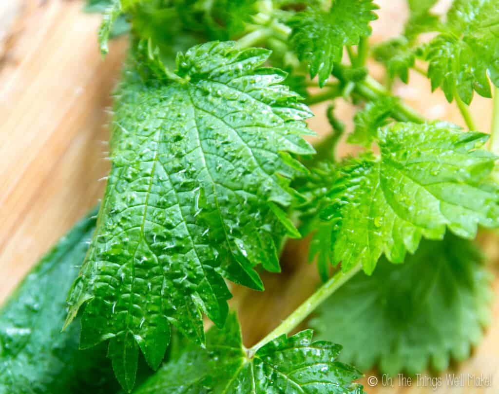 Detail Pictures Of Stinging Nettle Plant Nomer 20