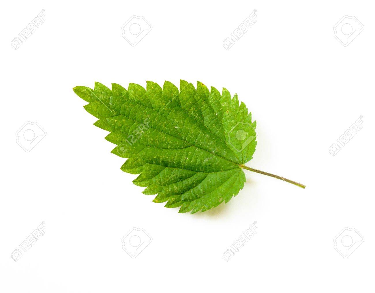 Detail Pictures Of Stinging Nettle Plant Nomer 21