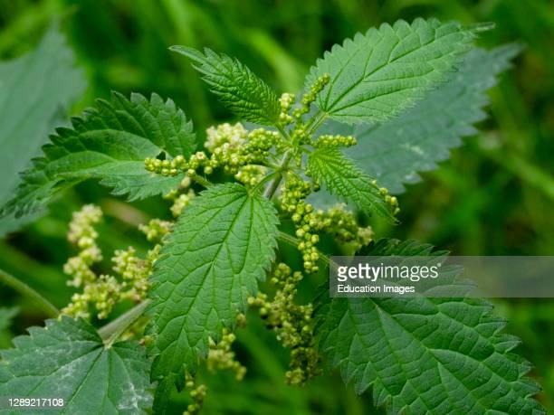 Detail Pictures Of Stinging Nettle Plant Nomer 23