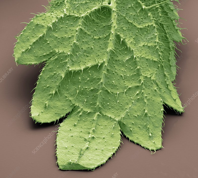 Detail Pictures Of Stinging Nettle Plant Nomer 24