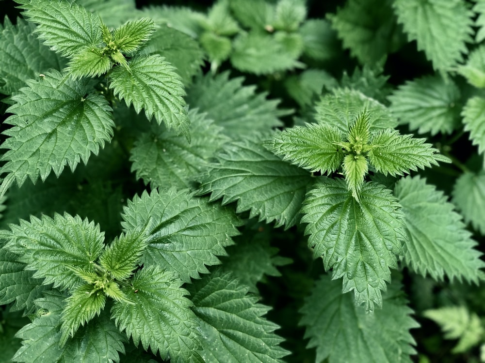 Detail Pictures Of Stinging Nettle Plant Nomer 25