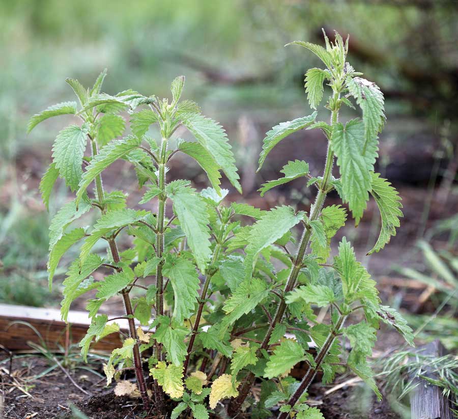 Detail Pictures Of Stinging Nettle Plant Nomer 4