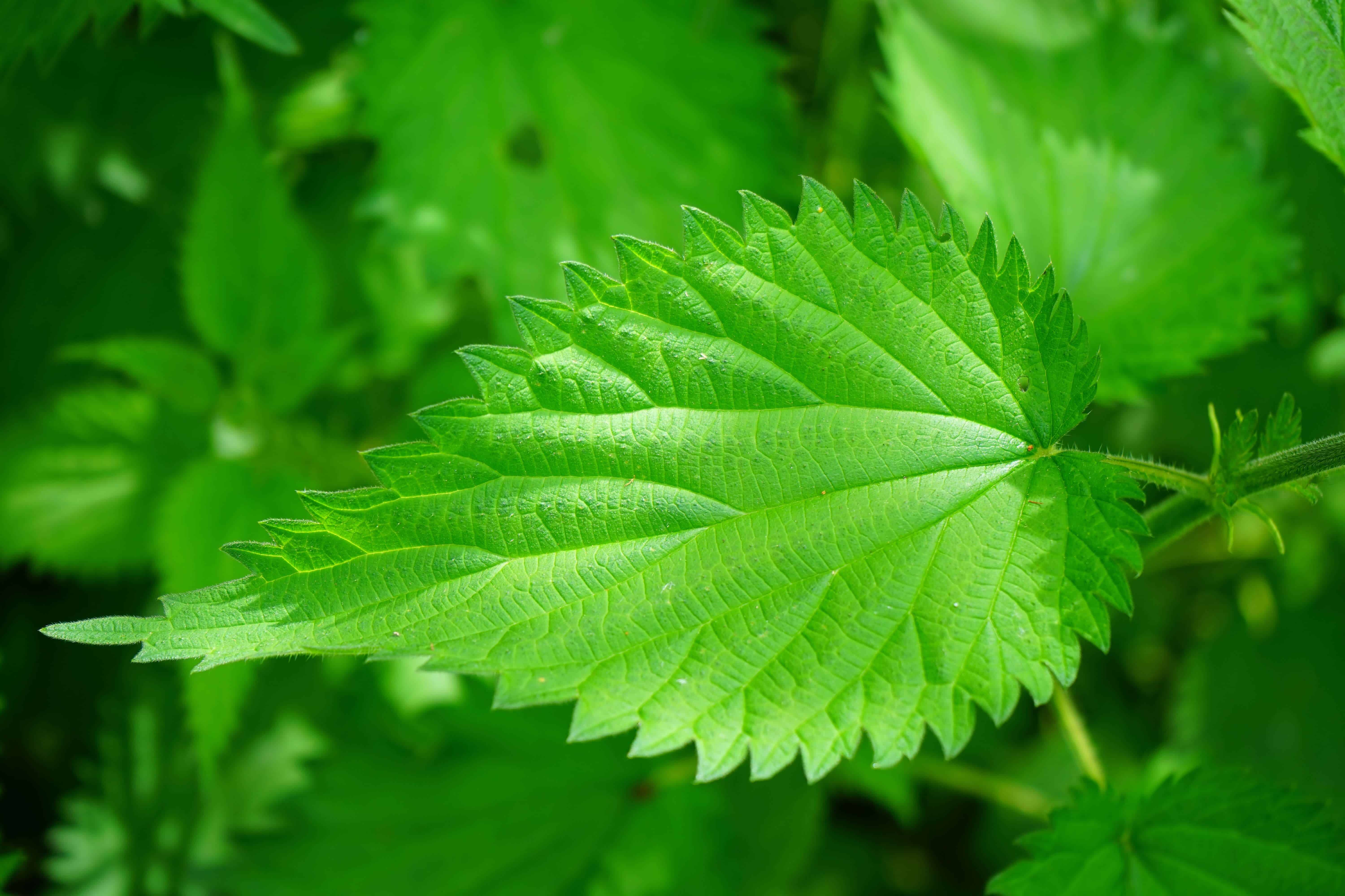 Detail Pictures Of Stinging Nettle Plant Nomer 30