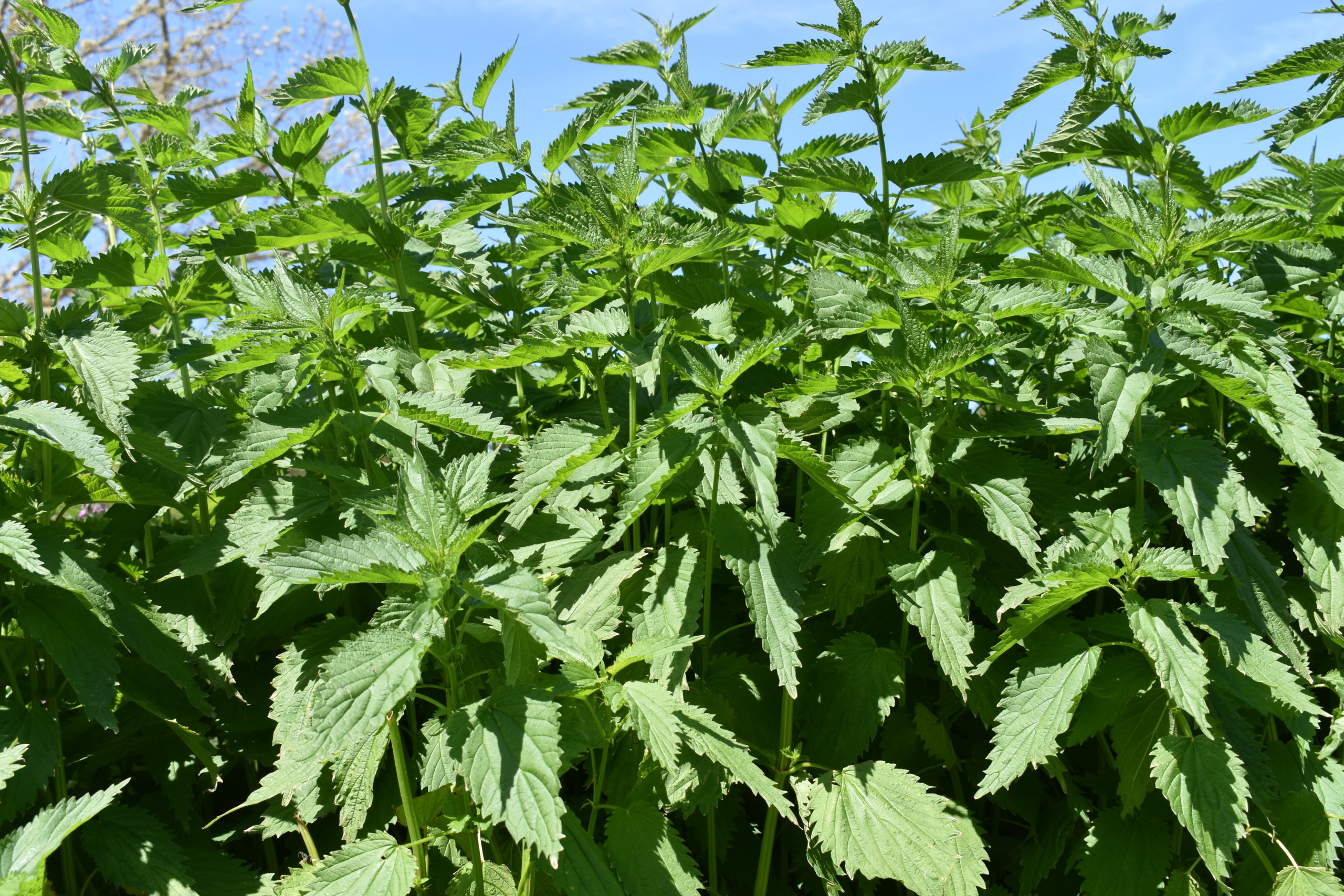 Detail Pictures Of Stinging Nettle Plant Nomer 31