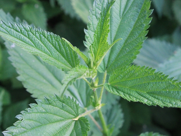 Detail Pictures Of Stinging Nettle Plant Nomer 33