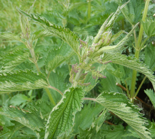Detail Pictures Of Stinging Nettle Plant Nomer 34