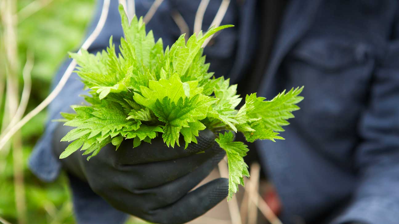 Detail Pictures Of Stinging Nettle Plant Nomer 35