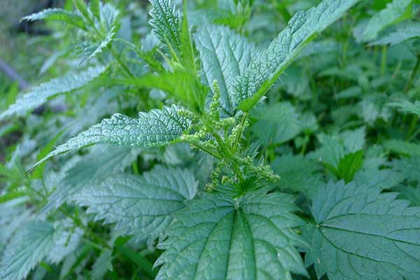 Detail Pictures Of Stinging Nettle Plant Nomer 36