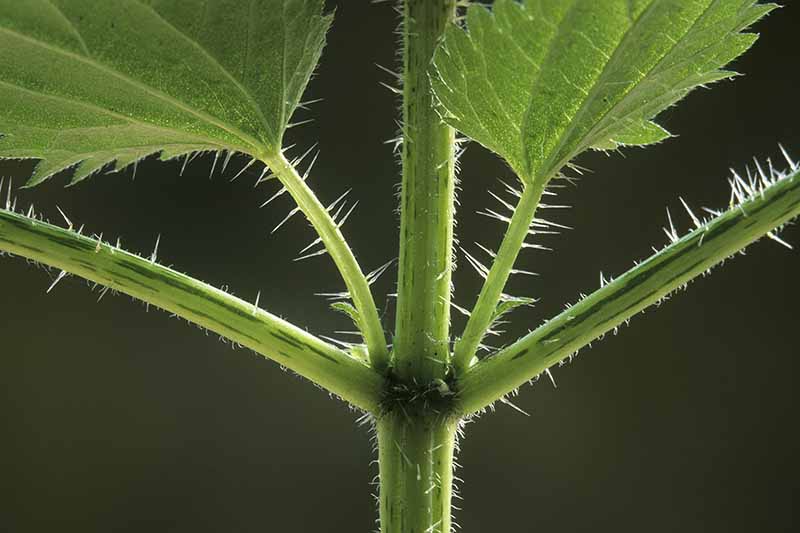 Detail Pictures Of Stinging Nettle Plant Nomer 37